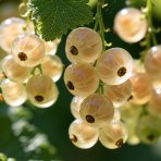 Ríbezľa biela (Ribes rubrum) ´BLANCA´ - výška 30-50 cm, stredne skorá, kont. C1.5L/C2L - KRÍKOVÁ